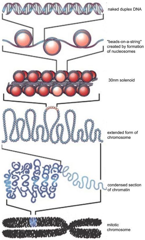 Compaction de l'ADN sous forme de chromosomes
