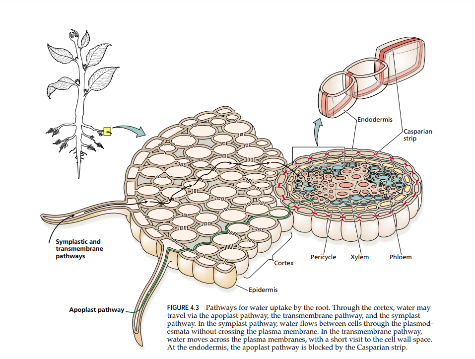 This Photo explain the movement of water in the root