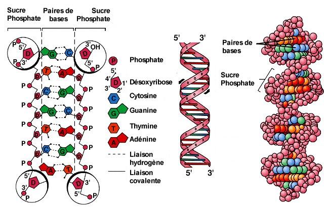 Watson et Crick ont eu accès aux travaux de plusieurs chercheurs, en particulier à Cambridge, qui cherchaient à déterminer la structure de l'ADN grâce à l'observation de la diffraction de rayons X à travers des cristaux d'ADN purifié. Ces travaux leur ont permis de conclure :  à l'existence de deux chaînes dans la molécule d'ADN; à leur association en une forme d'hélice; à une association anti-parrallèle de ces deux chaînes. A partir de ces différents points (deux chaînes anti-parallèles en hélice, associées par des bases azotées complémentaires deux à deux), Watson et Crick ont pu réaliser un modèle moléculaire tridimensionnel de la molécule d'ADN.